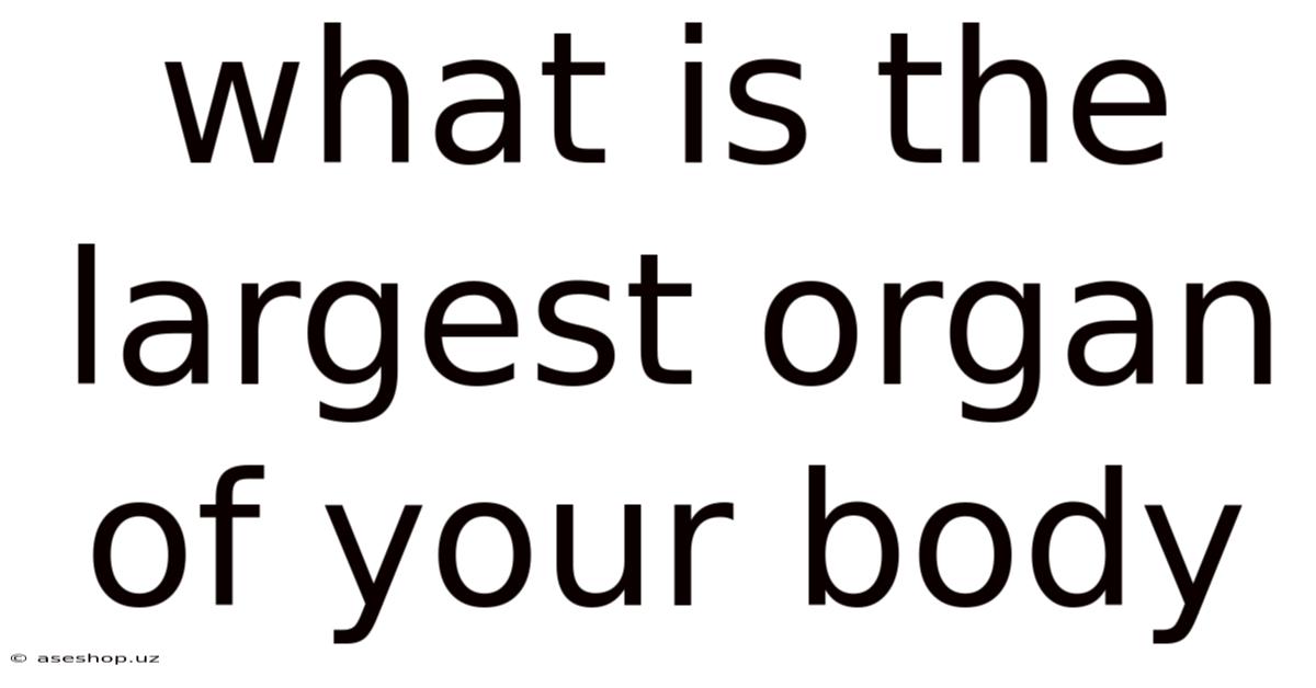 What Is The Largest Organ Of Your Body