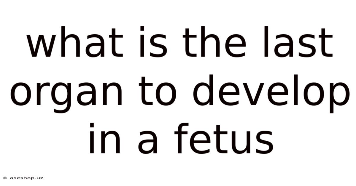 What Is The Last Organ To Develop In A Fetus