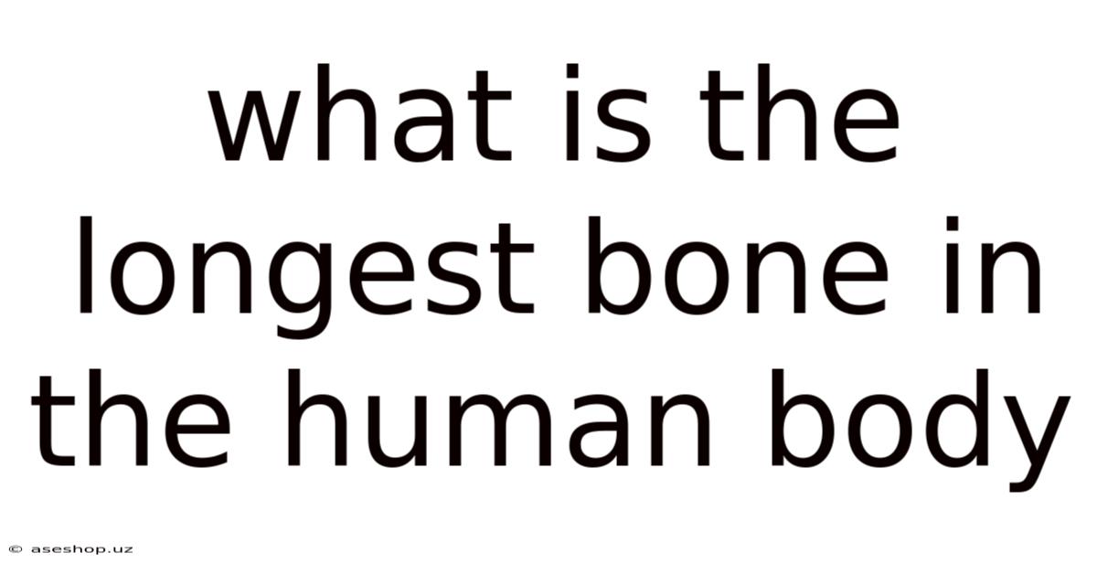 What Is The Longest Bone In The Human Body