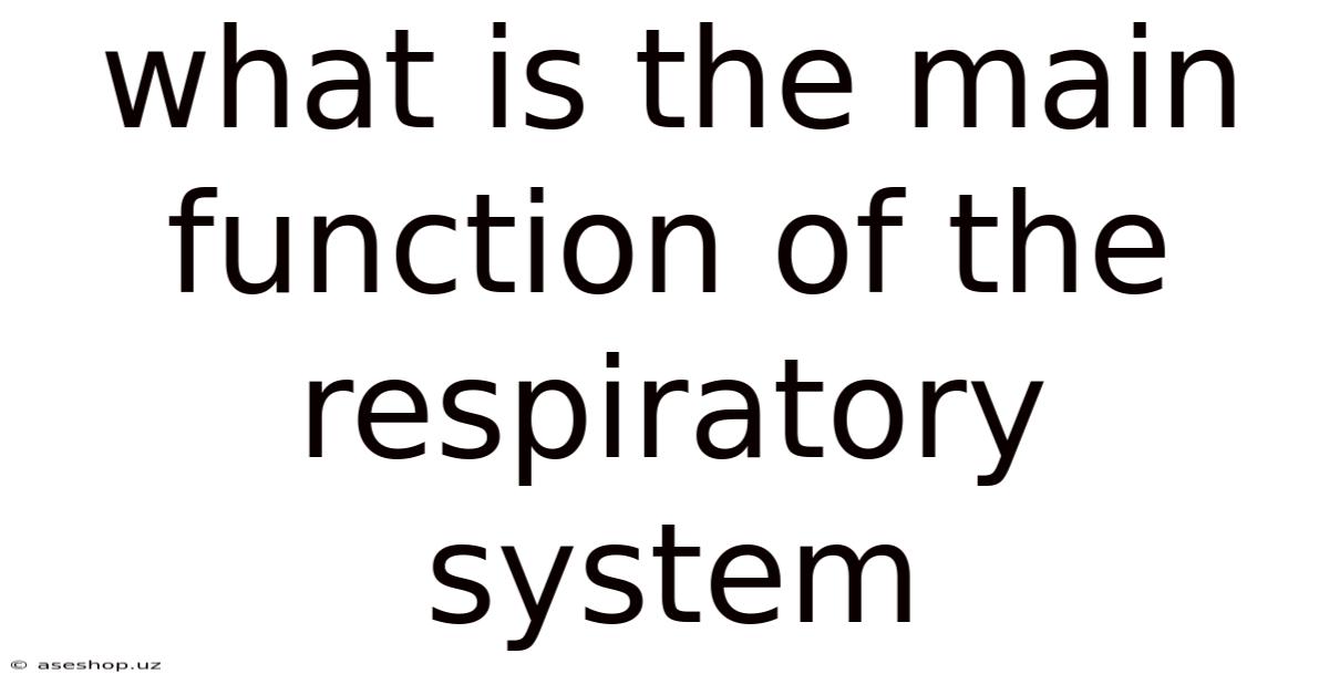 What Is The Main Function Of The Respiratory System