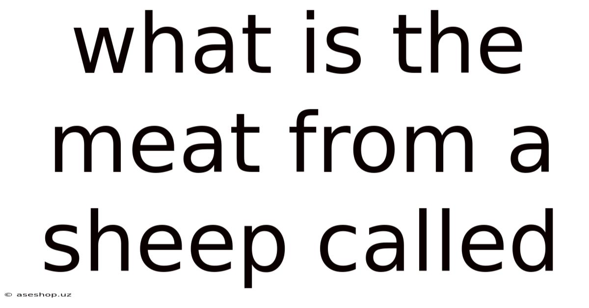 What Is The Meat From A Sheep Called