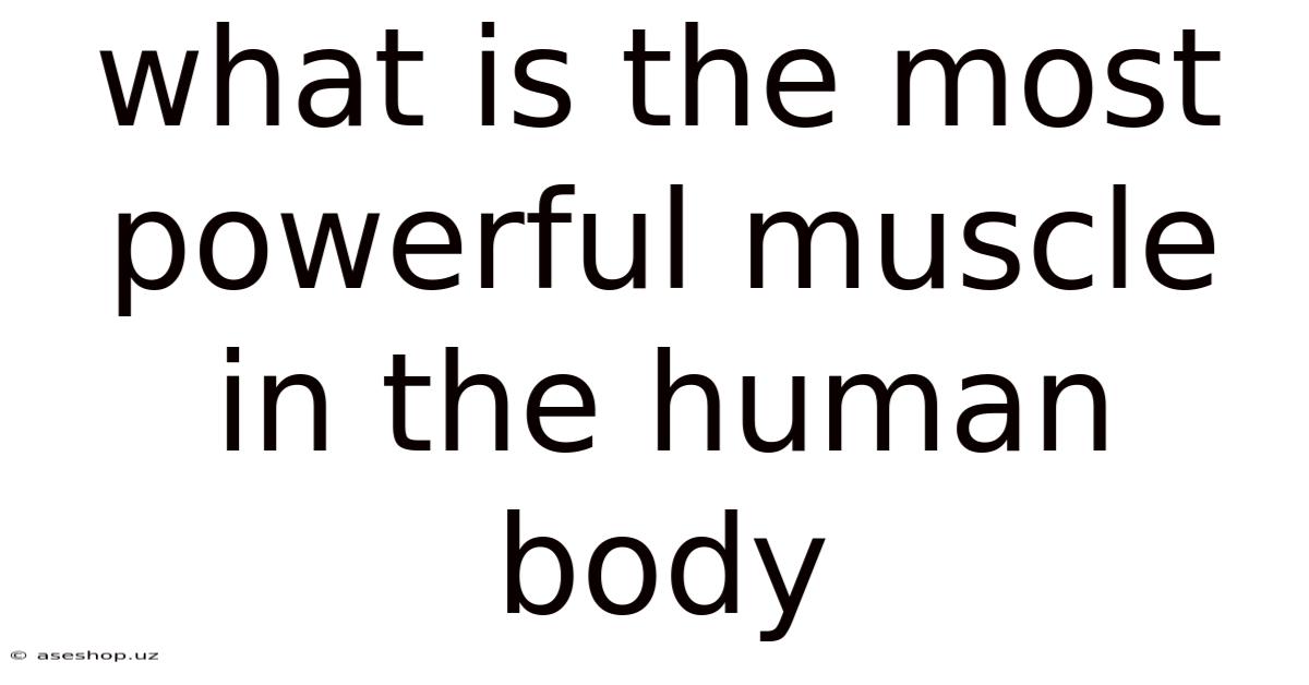 What Is The Most Powerful Muscle In The Human Body