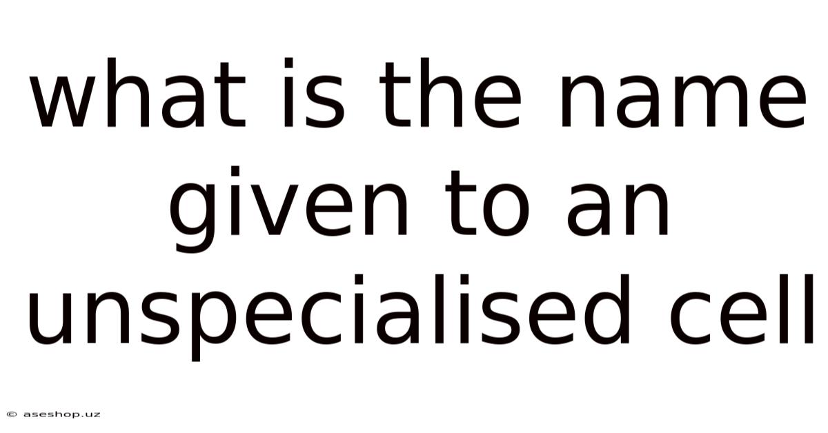 What Is The Name Given To An Unspecialised Cell