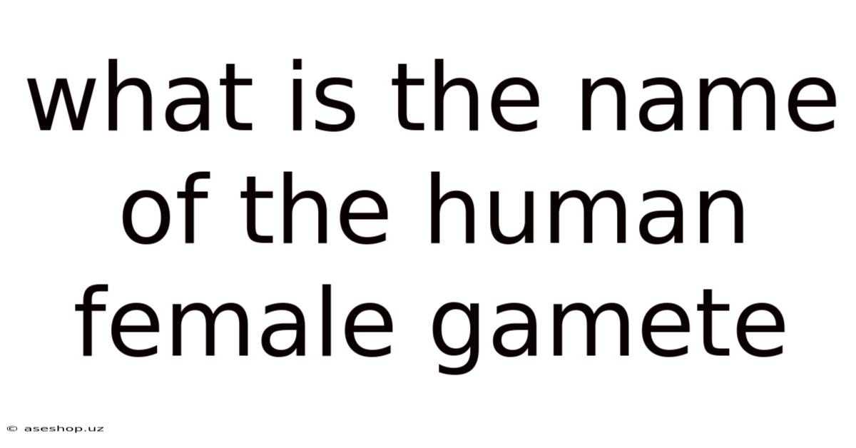 What Is The Name Of The Human Female Gamete