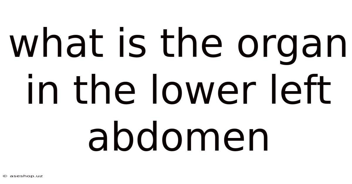 What Is The Organ In The Lower Left Abdomen