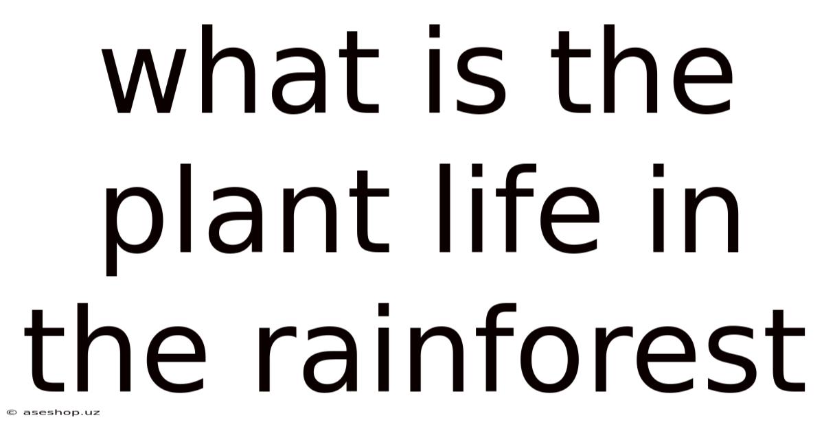 What Is The Plant Life In The Rainforest