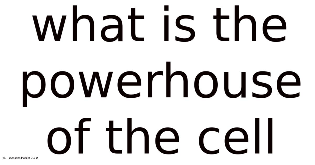 What Is The Powerhouse Of The Cell