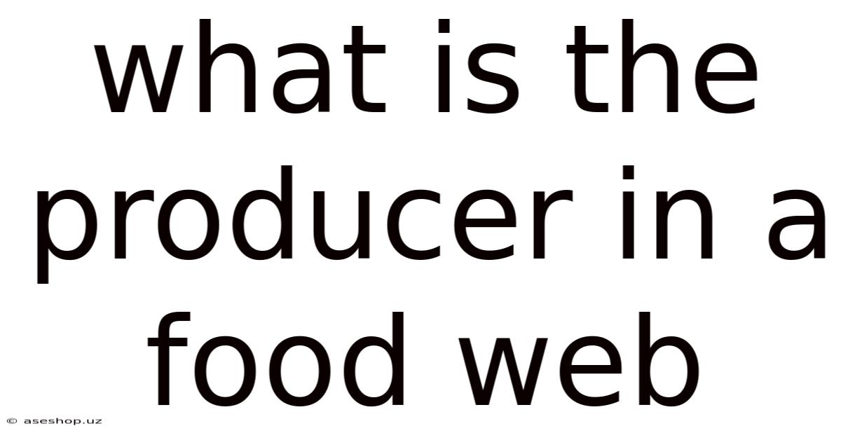 What Is The Producer In A Food Web