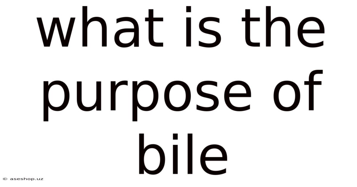 What Is The Purpose Of Bile
