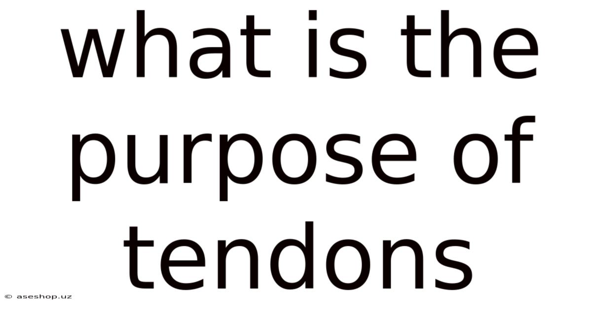 What Is The Purpose Of Tendons