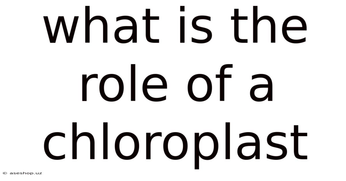 What Is The Role Of A Chloroplast
