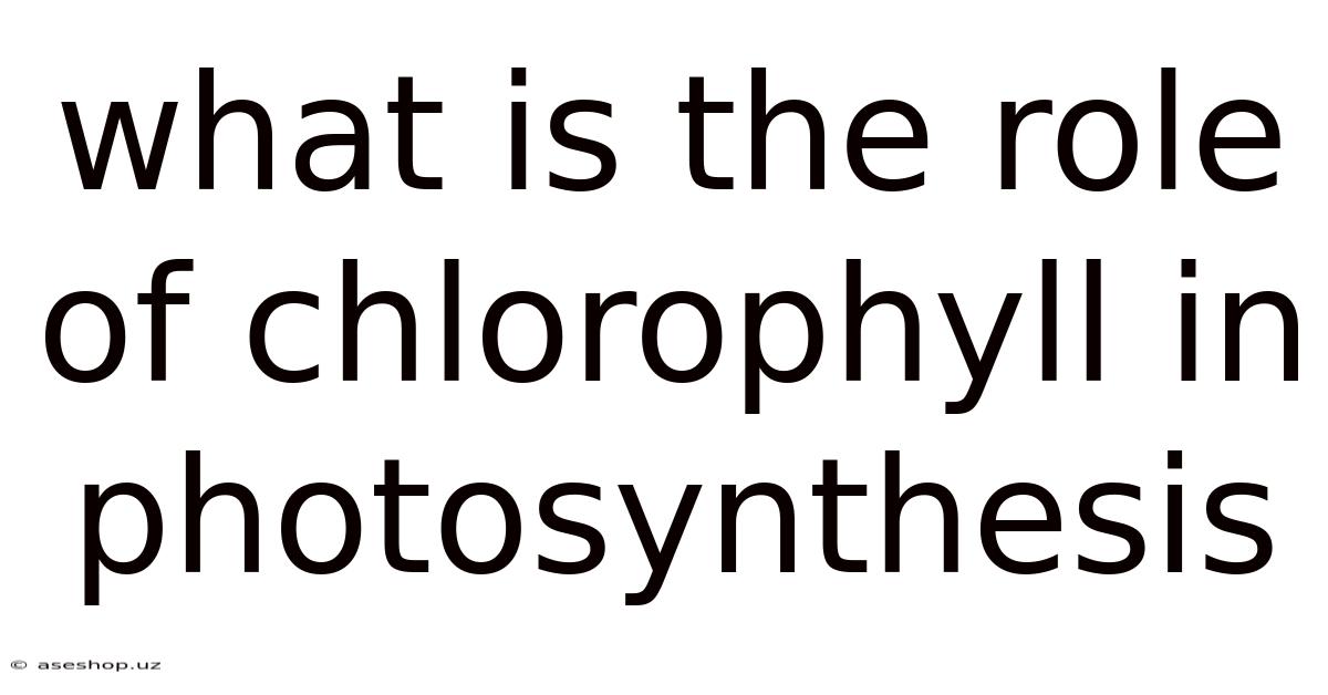 What Is The Role Of Chlorophyll In Photosynthesis