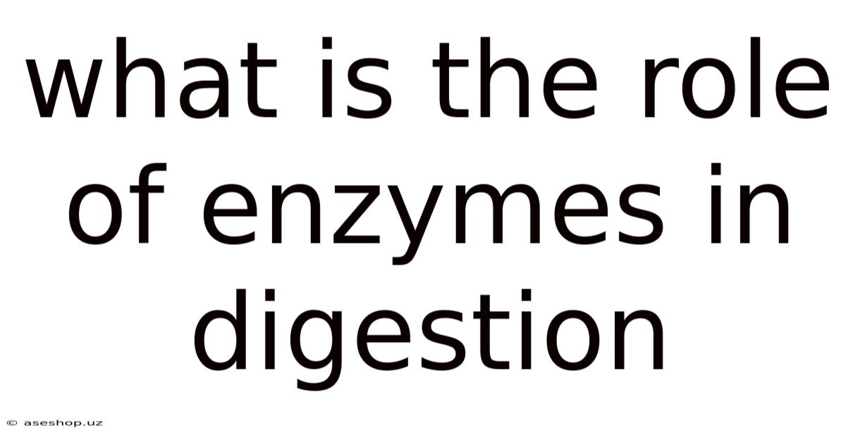What Is The Role Of Enzymes In Digestion