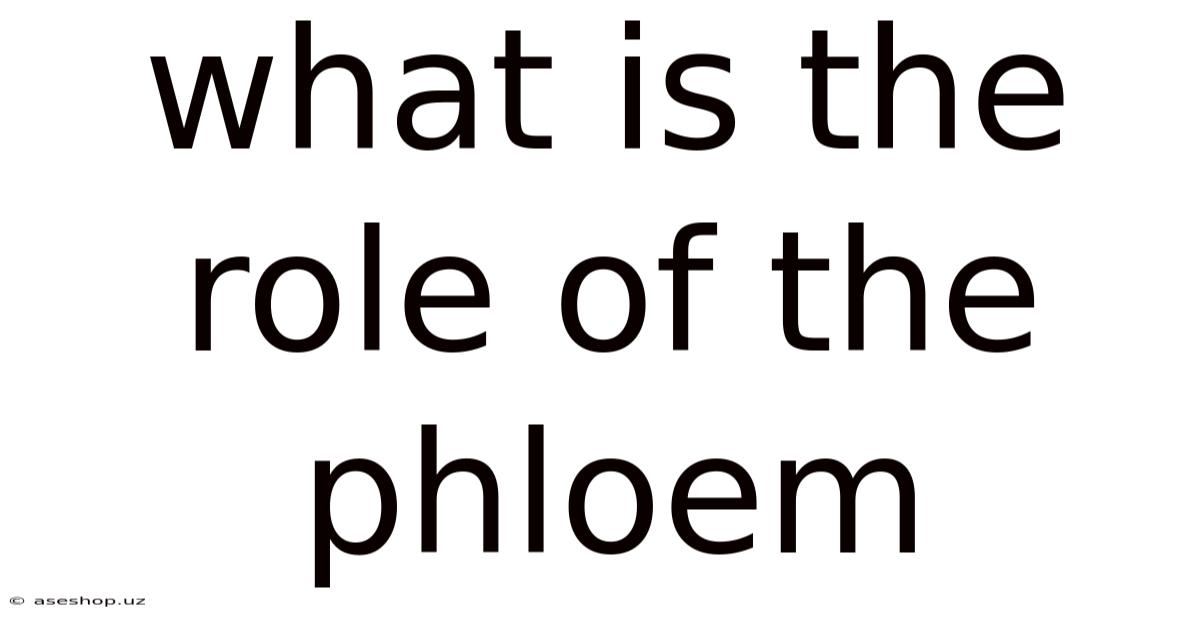 What Is The Role Of The Phloem