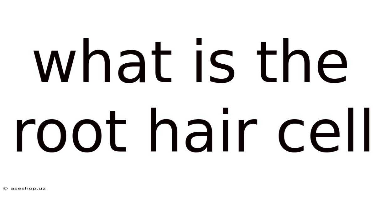 What Is The Root Hair Cell