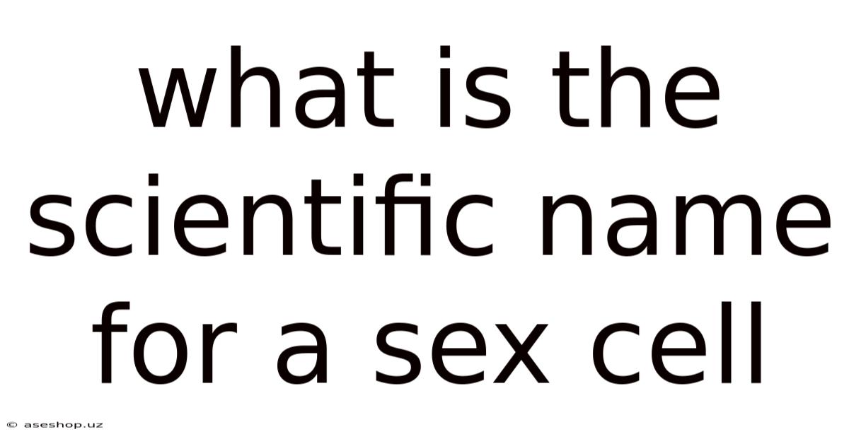 What Is The Scientific Name For A Sex Cell