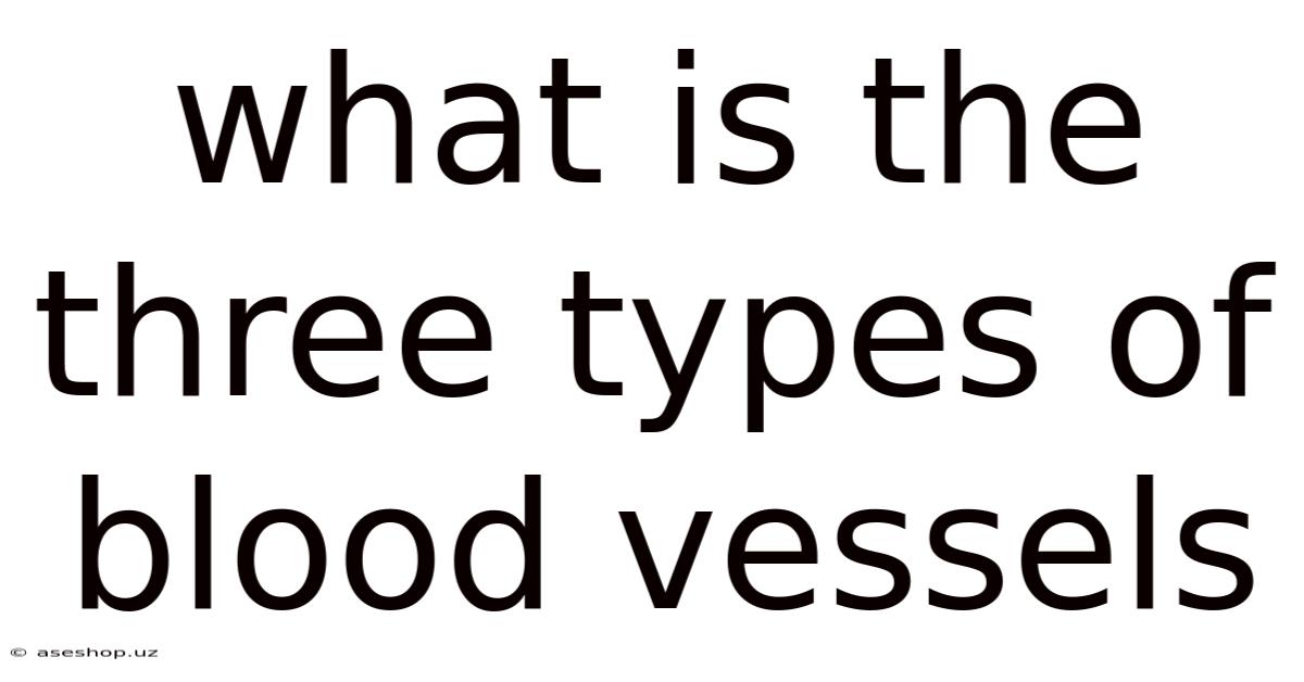 What Is The Three Types Of Blood Vessels