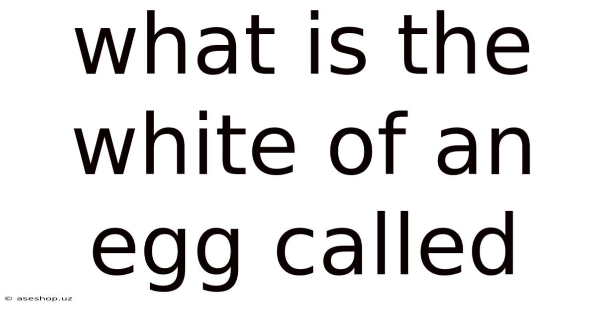 What Is The White Of An Egg Called
