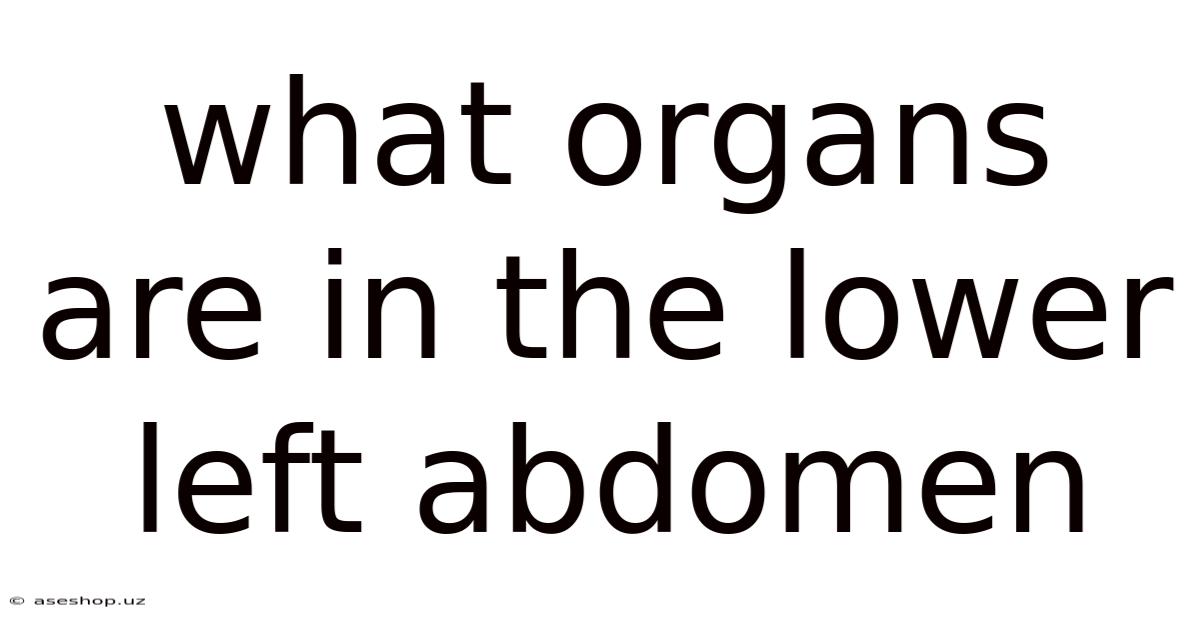 What Organs Are In The Lower Left Abdomen