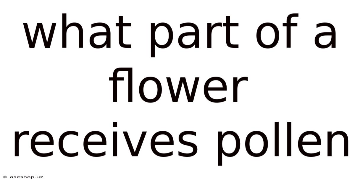 What Part Of A Flower Receives Pollen