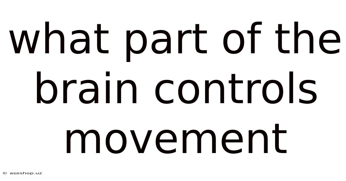 What Part Of The Brain Controls Movement