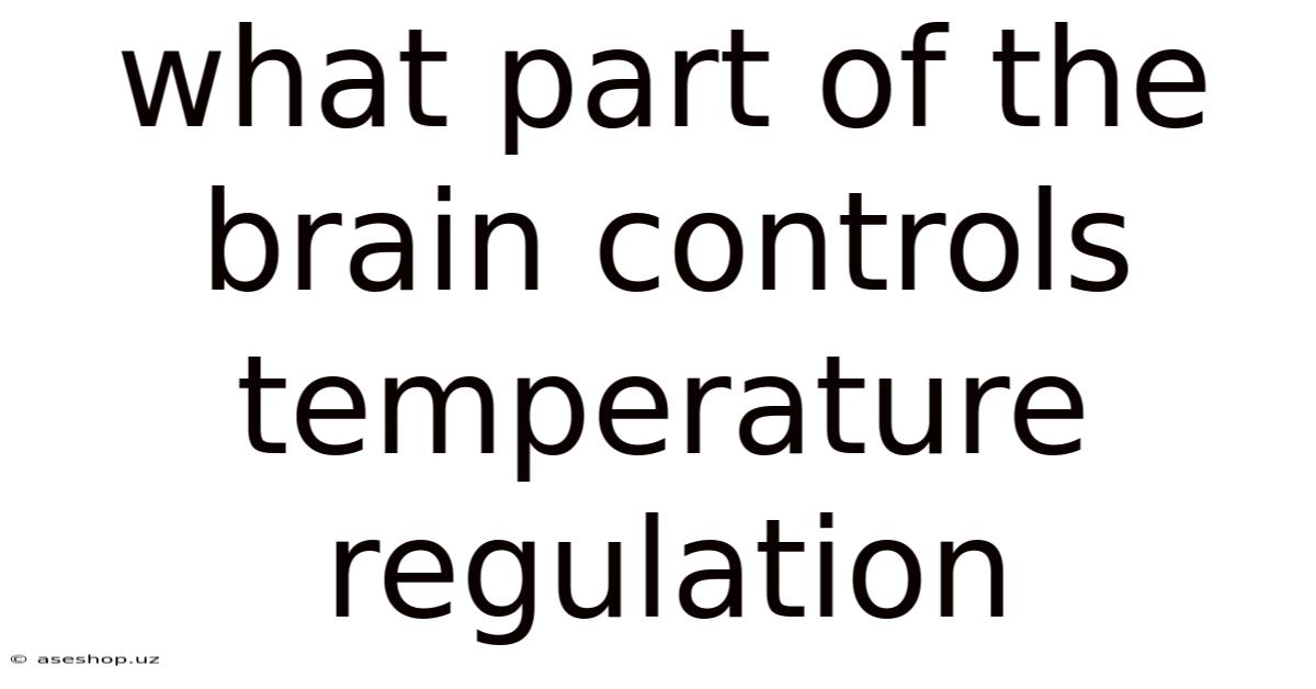 What Part Of The Brain Controls Temperature Regulation