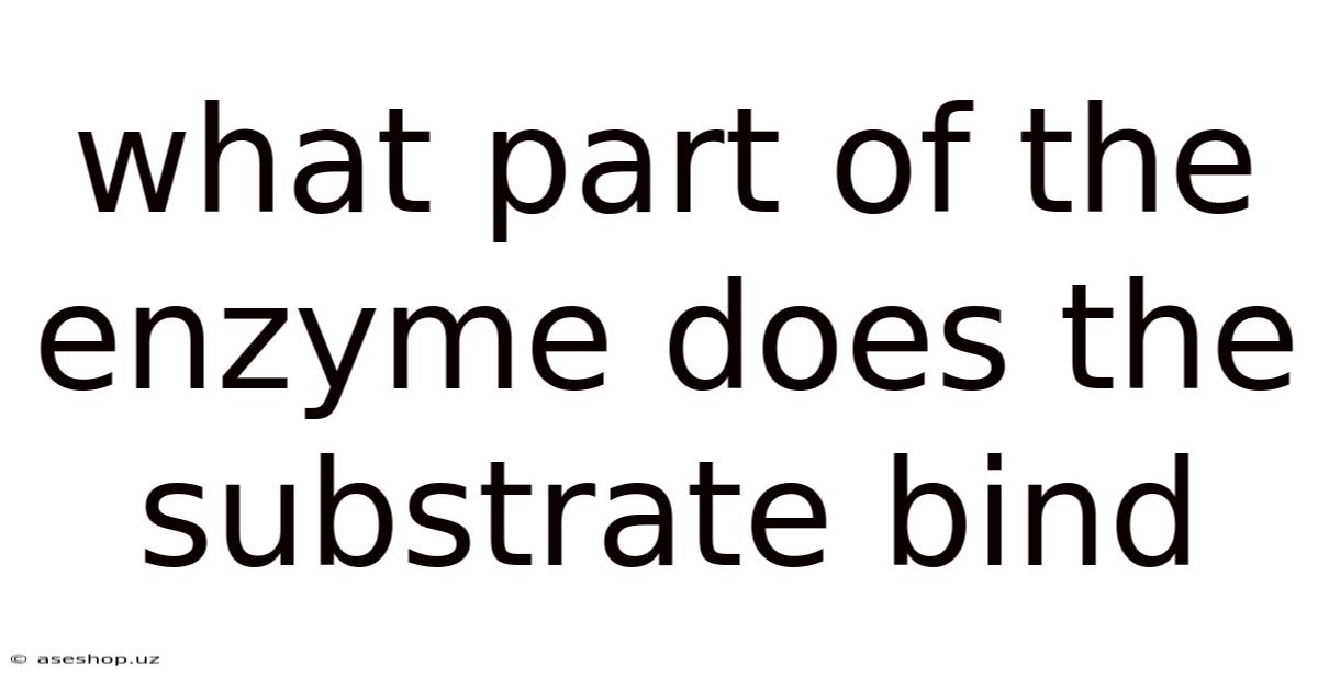 What Part Of The Enzyme Does The Substrate Bind
