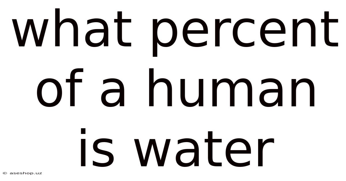 What Percent Of A Human Is Water
