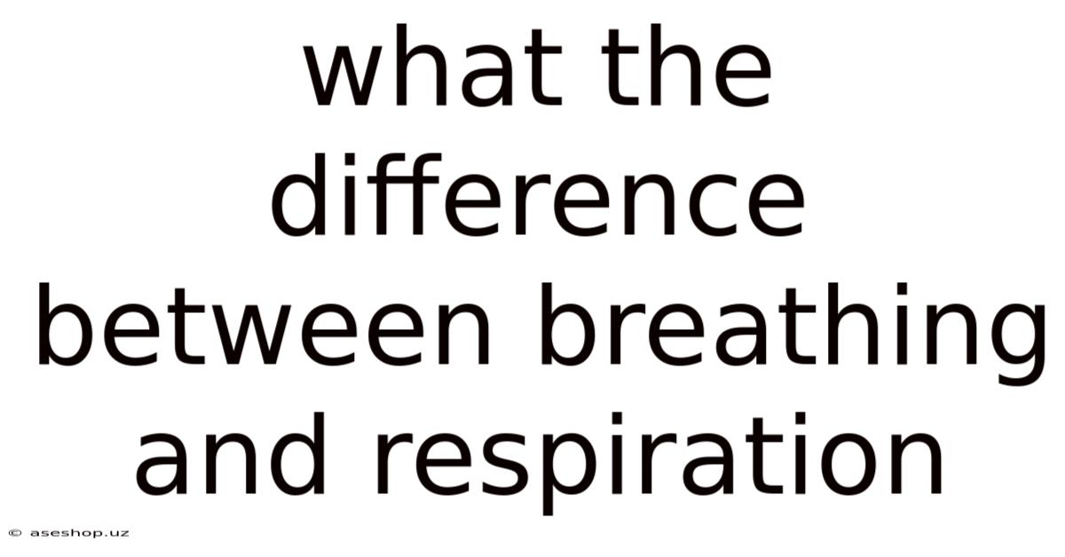 What The Difference Between Breathing And Respiration