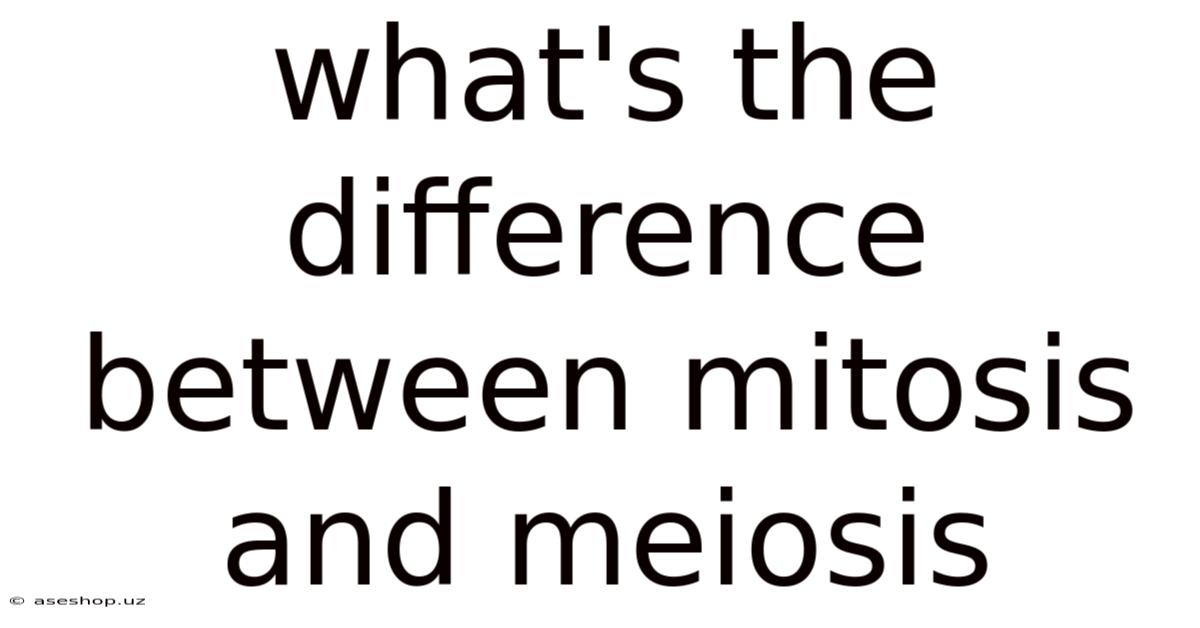 What's The Difference Between Mitosis And Meiosis