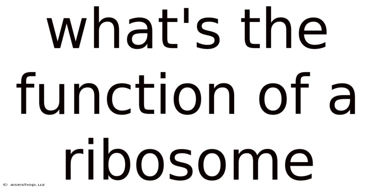 What's The Function Of A Ribosome