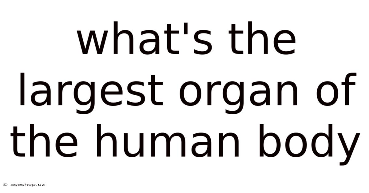 What's The Largest Organ Of The Human Body