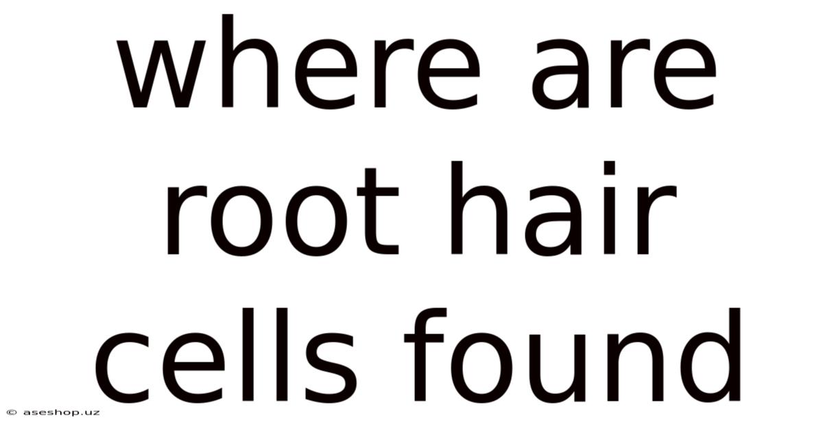 Where Are Root Hair Cells Found