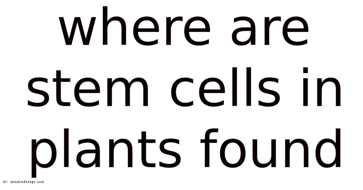 Where Are Stem Cells In Plants Found