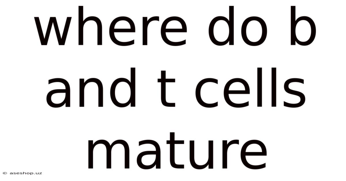Where Do B And T Cells Mature