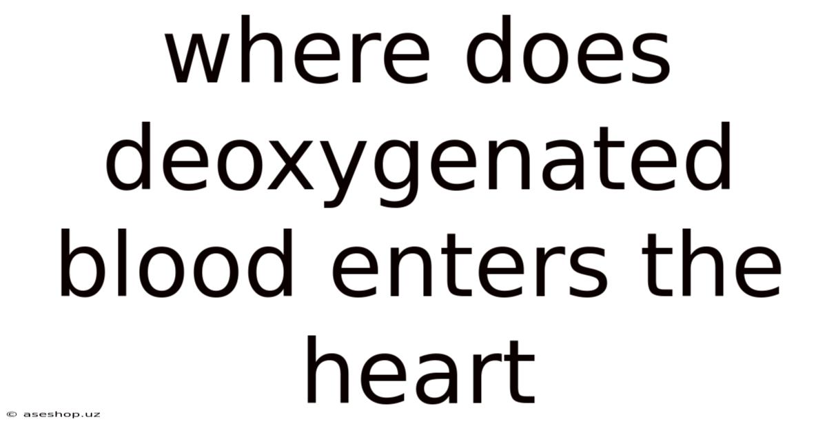 Where Does Deoxygenated Blood Enters The Heart