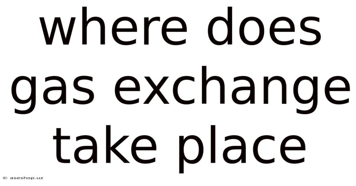 Where Does Gas Exchange Take Place