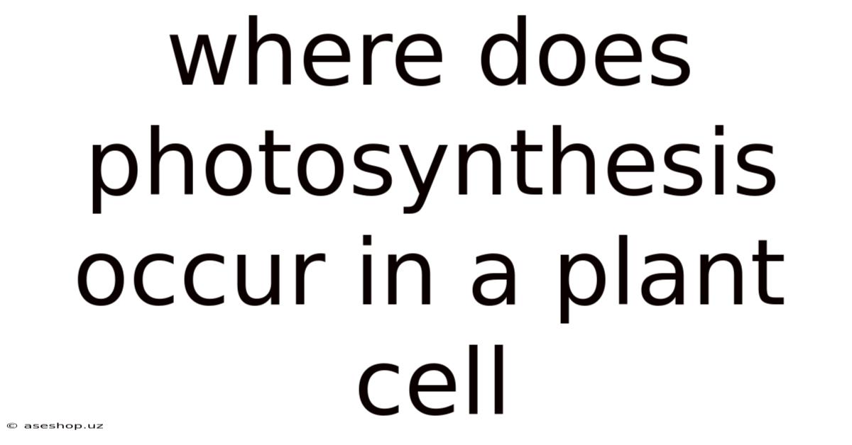 Where Does Photosynthesis Occur In A Plant Cell