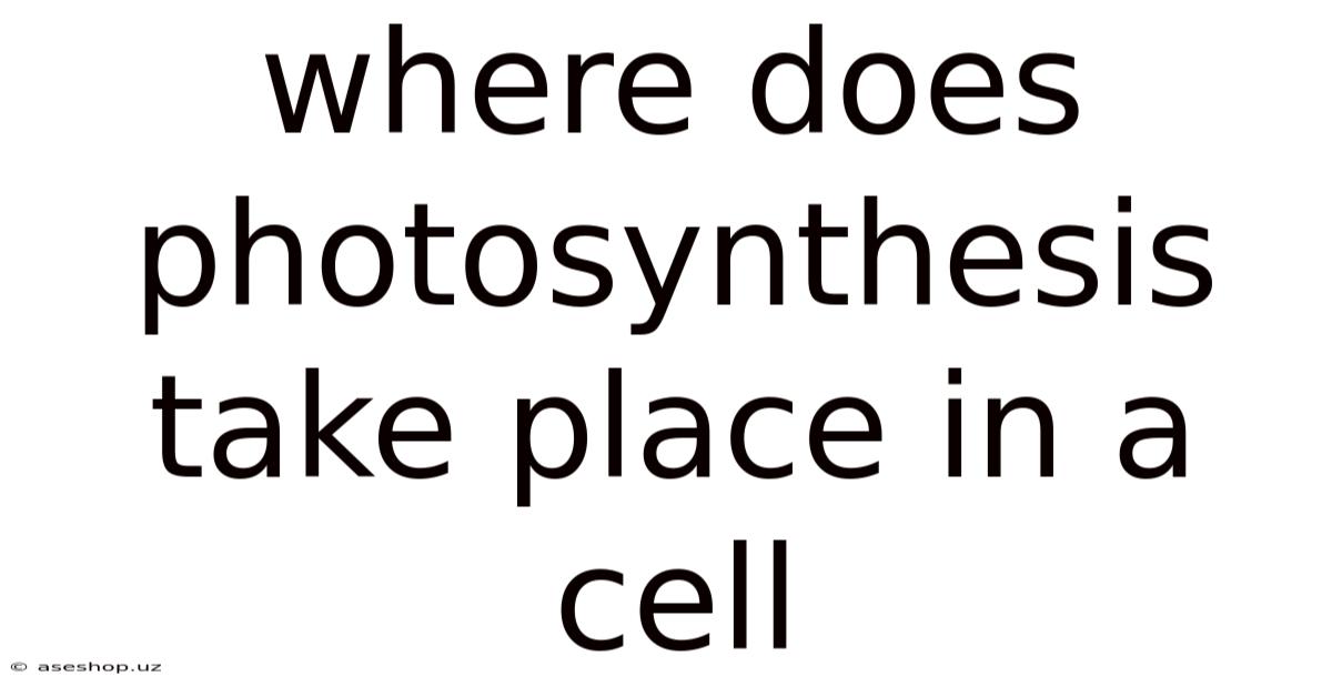 Where Does Photosynthesis Take Place In A Cell