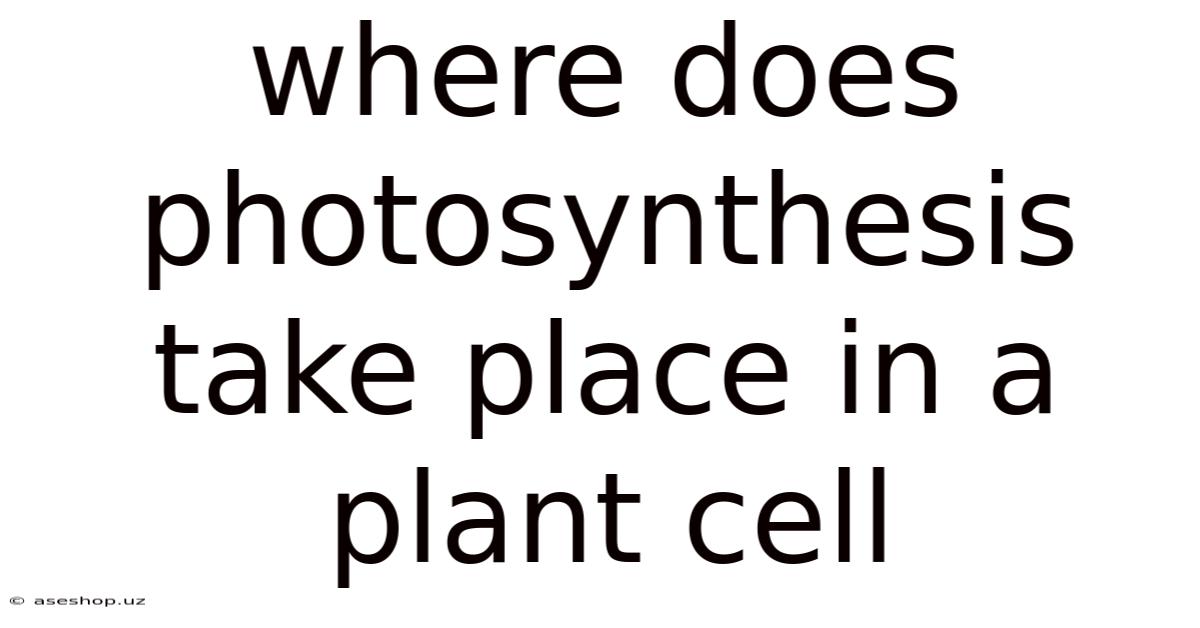 Where Does Photosynthesis Take Place In A Plant Cell