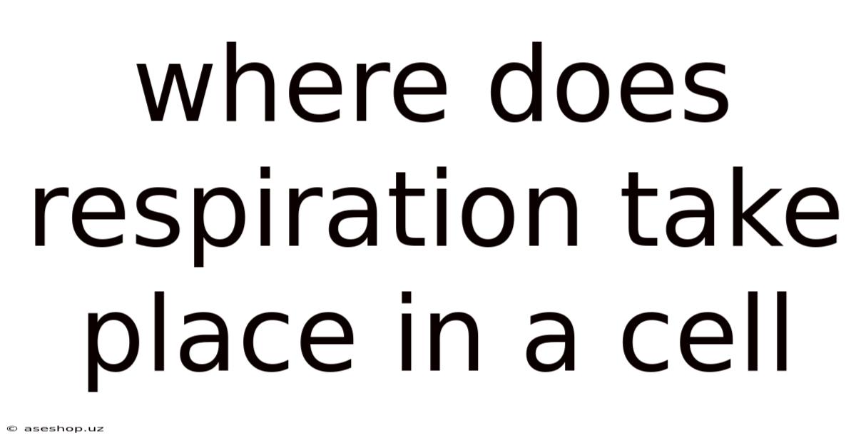 Where Does Respiration Take Place In A Cell