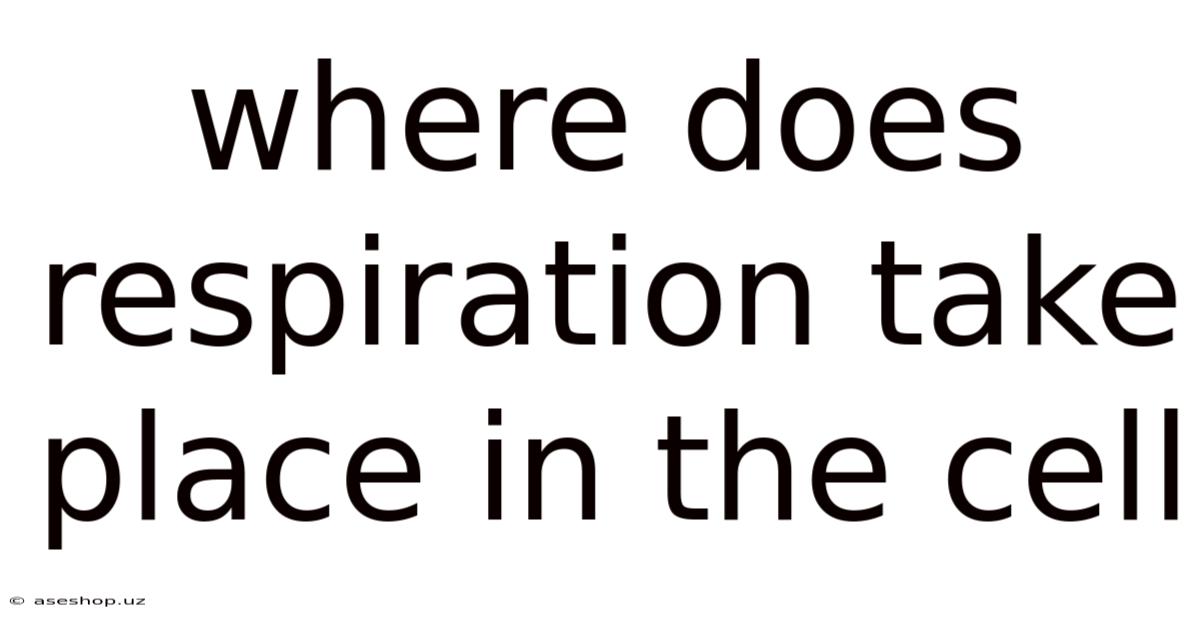 Where Does Respiration Take Place In The Cell