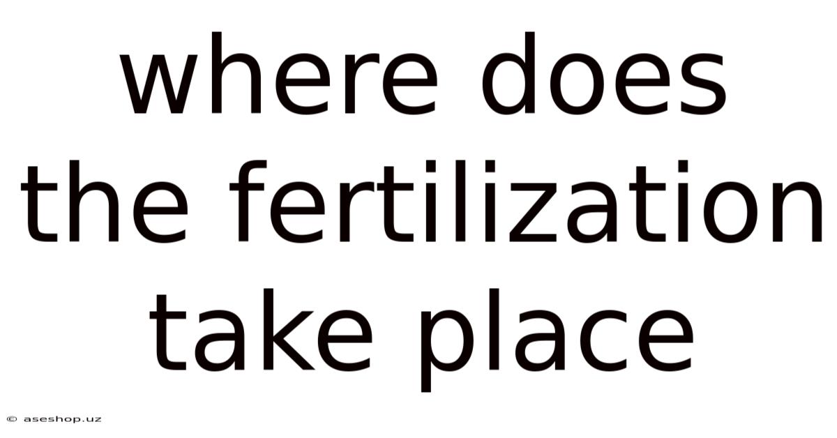 Where Does The Fertilization Take Place