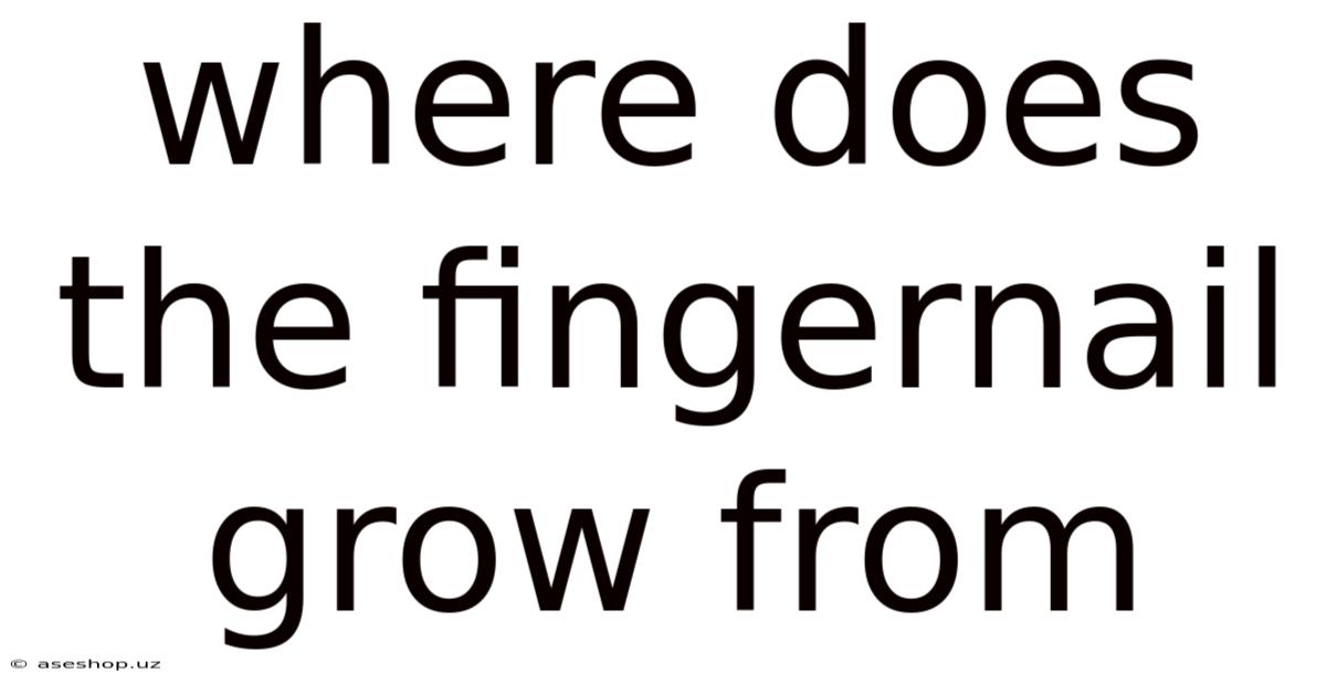Where Does The Fingernail Grow From