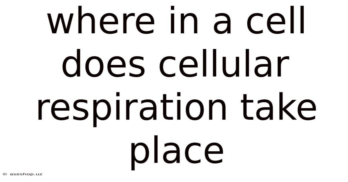 Where In A Cell Does Cellular Respiration Take Place