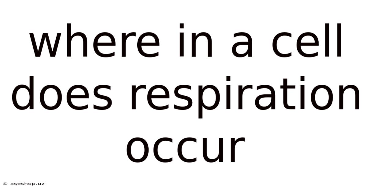 Where In A Cell Does Respiration Occur