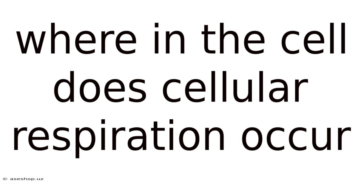 Where In The Cell Does Cellular Respiration Occur
