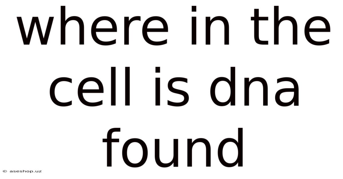 Where In The Cell Is Dna Found
