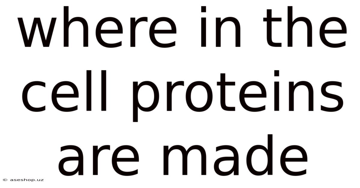 Where In The Cell Proteins Are Made