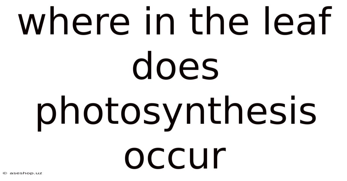Where In The Leaf Does Photosynthesis Occur